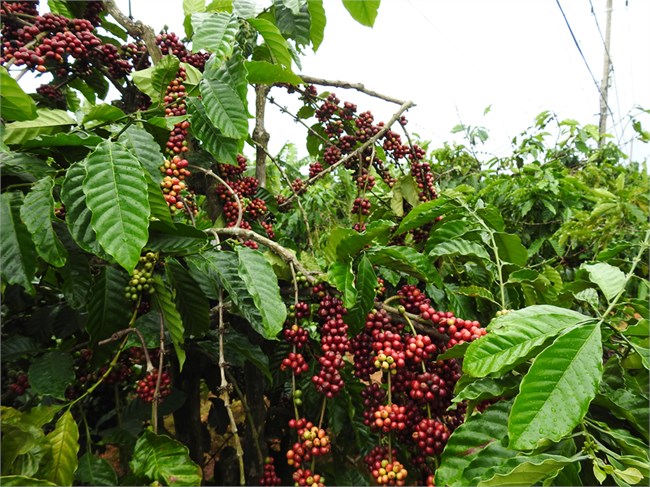 Kon Tum: Nông dân chồng chất khó khăn khi bước vào vụ thu hoạch cà phê (12/11/2020)